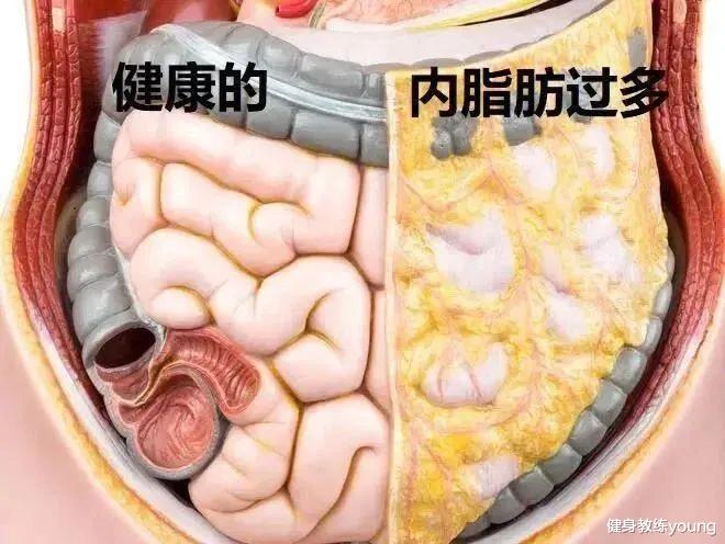 調(diào)整飲食策略，減少內(nèi)臟脂肪堆積