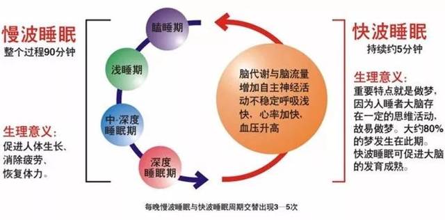 改善睡眠質(zhì)量，身體修復(fù)與細(xì)胞再生的關(guān)鍵要素