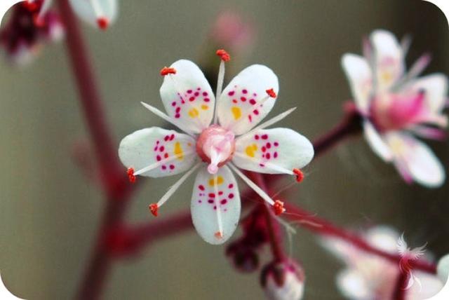 苗語民歌的韻律藝術(shù)及語言保護(hù)挑戰(zhàn)探究