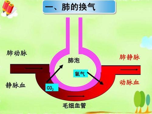 心理適應(yīng)能力與免疫力的緊密關(guān)聯(lián)，心理韌性對身體健康的影響