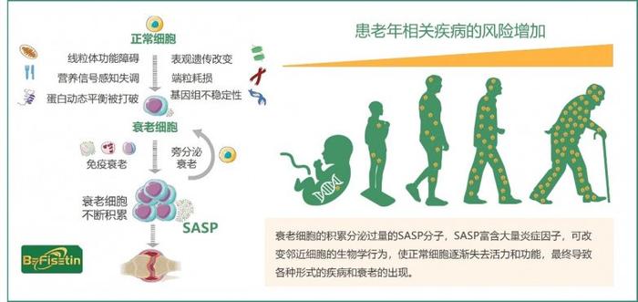 清晨晨跑對(duì)提升代謝率的長期益處